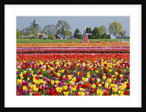 Tulip field by Anonymous
