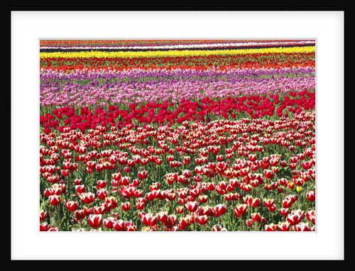 Tulip field by Anonymous