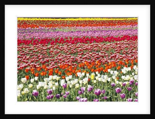 Tulip field by Anonymous