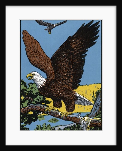 Vintage Illustration of a Bald Eagle. by Anonymous