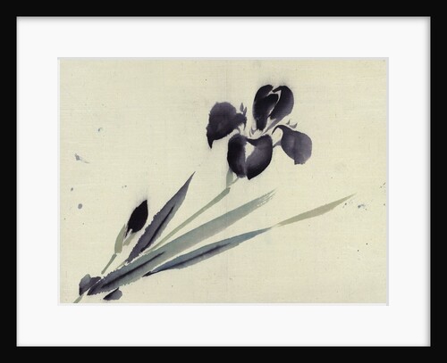 Iris by Anonymous