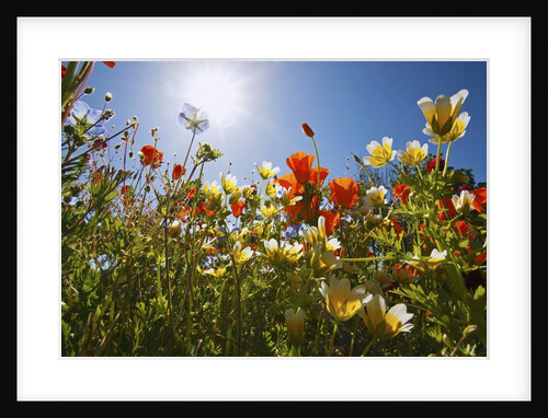closeup wildflowers, Hood River, Colubia River Gorge National Scenic Area. Oregon. by Anonymous