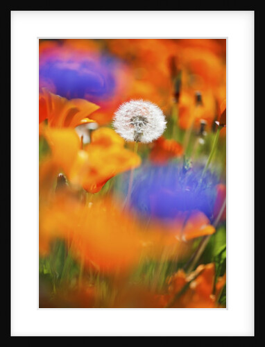 closeup wildflowers, Hood River, Colubia River Gorge National Scenic Area. Oregon. by Anonymous