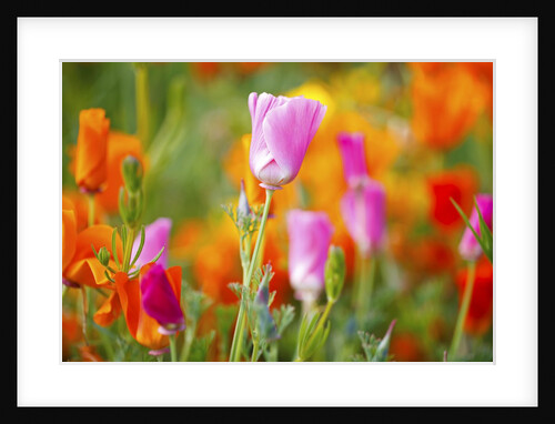 closeup wildflowers, Hood River, Colubia River Gorge National Scenic Area. Oregon. by Anonymous