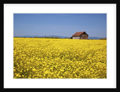 srpring musterd field, Willamitte Valley, Oregon. by Anonymous