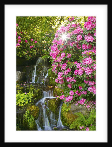 spring flowers in Crystal Springs Rhododendron Garden. Portland Oregon. by Anonymous