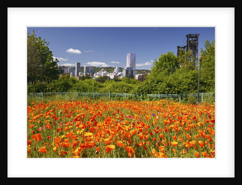 wild flowers add beauty to Portland. Oregon. Pacific Northwest. by Anonymous