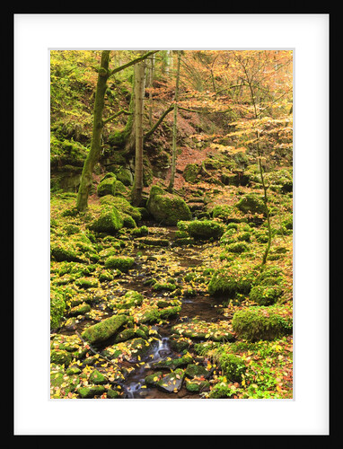 Fall colours in a forest by Anonymous