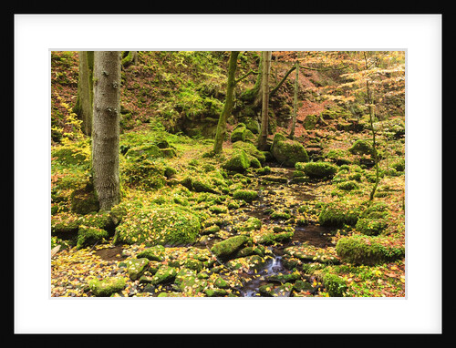 Fall colours in a forest by Anonymous