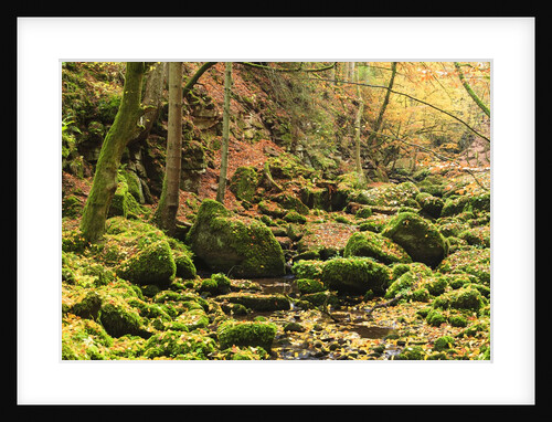 Fall colours in a forest by Anonymous