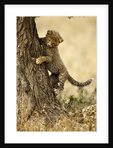 Cheetah Cub by Anonymous