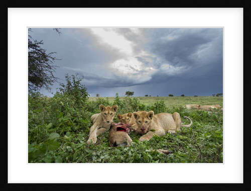 Lion Cubs on Ndutu Plains, Tanzania by Anonymous