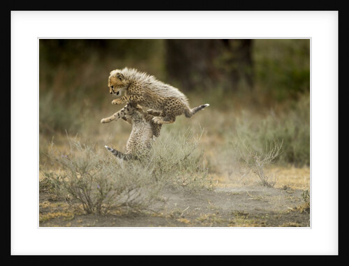 Cheetah cubs playing at Ngorongoro Conservation Area by Anonymous