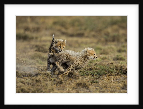 Cheetah cubs playing at Ngorongoro Conservation Area by Anonymous