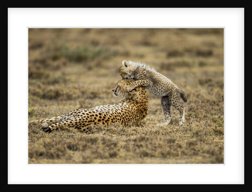 Cheetah cub and mother by Anonymous