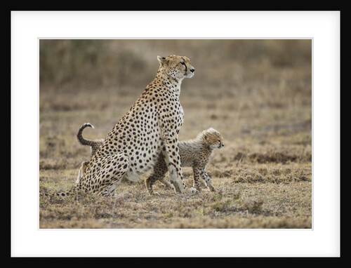 Cheetah cubs and their Mother by Anonymous