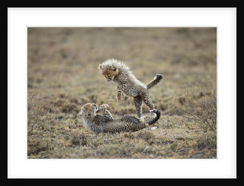 Cheetah cubs playing at Ngorongoro Conservation Area, Tanzania by Anonymous