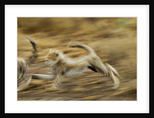 Cheetah cubs playing at Ngorongoro Conservation Area, Tanzania by Anonymous