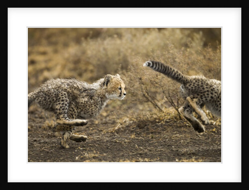 Cheetah cubs playing at Ngorongoro Conservation Area, Tanzania by Anonymous