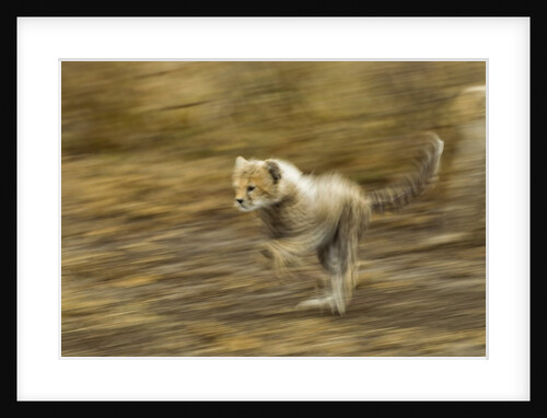 Cheetah Cub by Anonymous