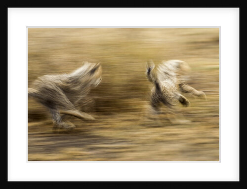 Cheetah cubs playing at Ngorongoro Conservation Area, Tanzania by Anonymous