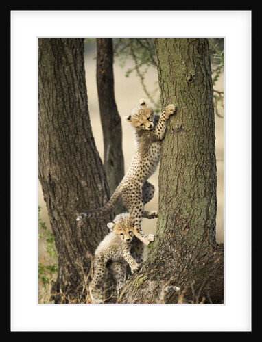 Cheetah cubs playing at Ngorongoro Conservation Area, Tanzania by Anonymous