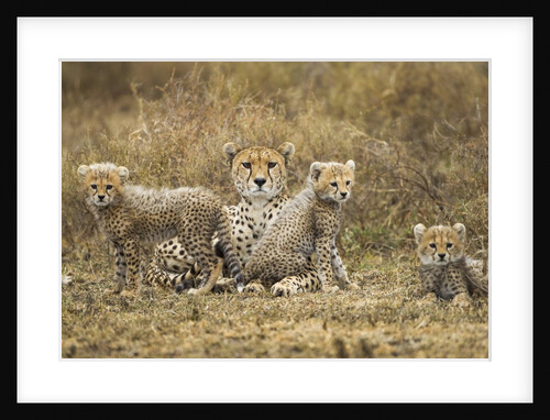 Cheetah cubs and their Mother by Anonymous