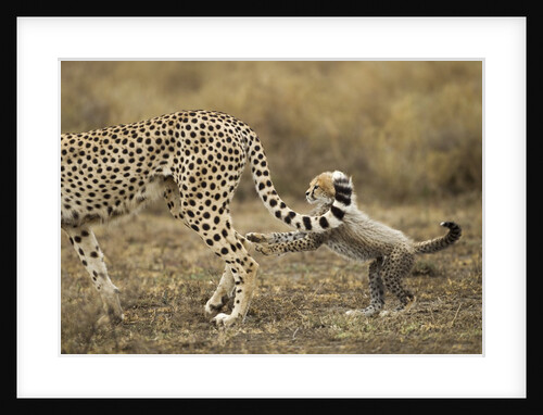 Cheetah cub and mother by Anonymous