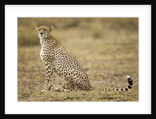 Cheetah cub and mother by Anonymous