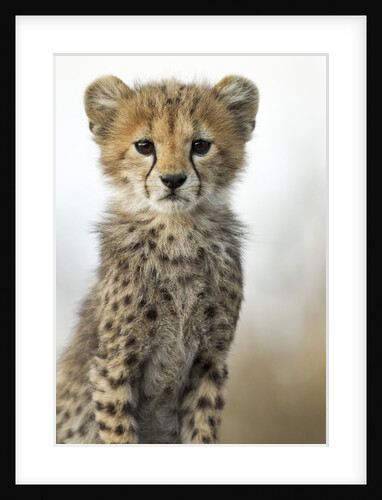 Cheetah Cub by Anonymous