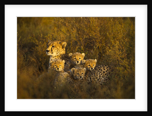 Cheetah cubs and their Mother by Anonymous
