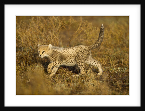 Playing Cheetah cub by Anonymous