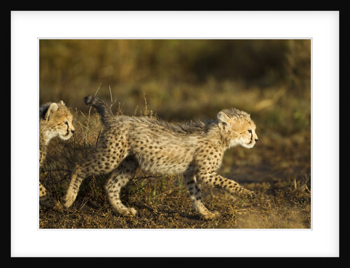Playing Cheetah cubs by Anonymous