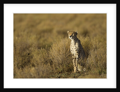 Cheetah at Ngorongoro Conservation Area, Tanzania by Anonymous