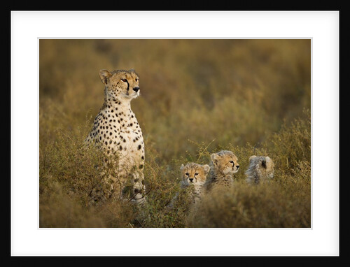 Cheetah cubs and their Mother by Anonymous