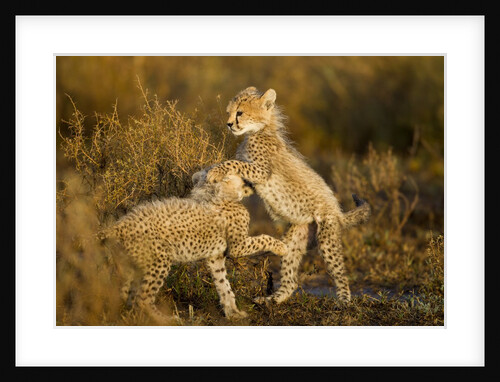 Playing Cheetah cubs by Anonymous