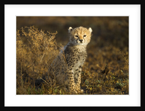 Cheetah Cub at Ngorongoro Conservation Area, Tanzania by Anonymous