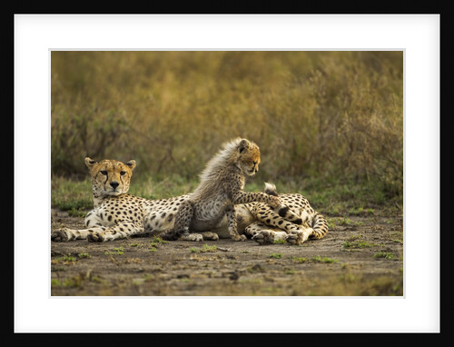 Cheetah cub and mother by Anonymous