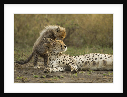 Cheetah cub and mother by Anonymous
