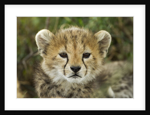 Cheetah Cub at Ngorongoro Conservation Area, Tanzania by Anonymous