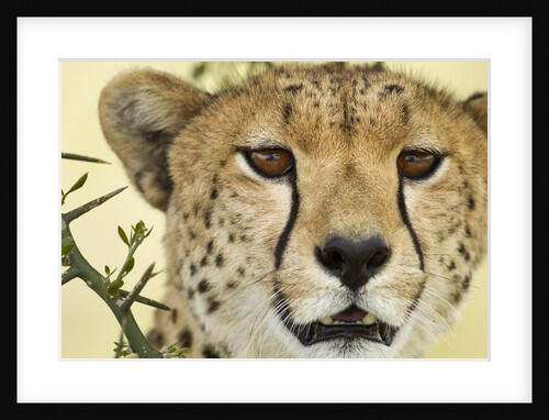 Cheetah, Ngorongoro Conservation Area, Tanzania by Anonymous