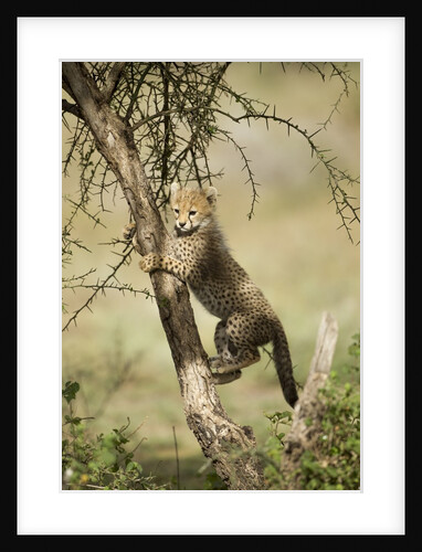 Cheetah Cub at Ngorongoro Conservation Area, Tanzania by Anonymous