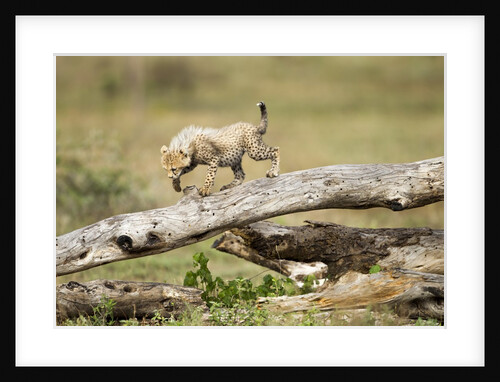 Cheetah Cub at Ngorongoro Conservation Area, Tanzania by Anonymous