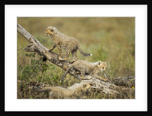 Cheetah cubs at Ngorongoro Conservation Area, Tanzania by Anonymous