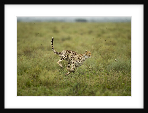 Cheetah running by Anonymous