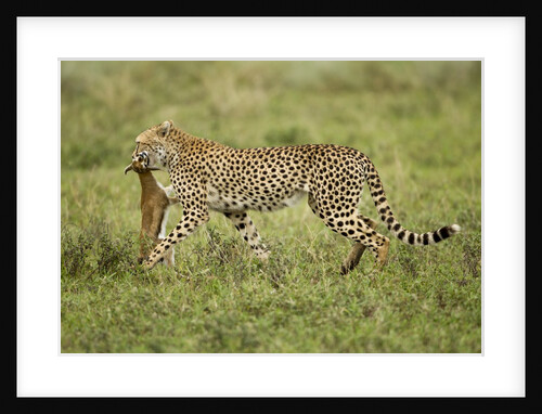 Cheetah and prey by Anonymous