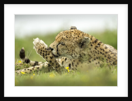 Cheetah at Ngorongoro Conservation Area, Tanzania by Anonymous