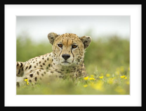 Cheetah at Ngorongoro Conservation Area, Tanzania by Anonymous