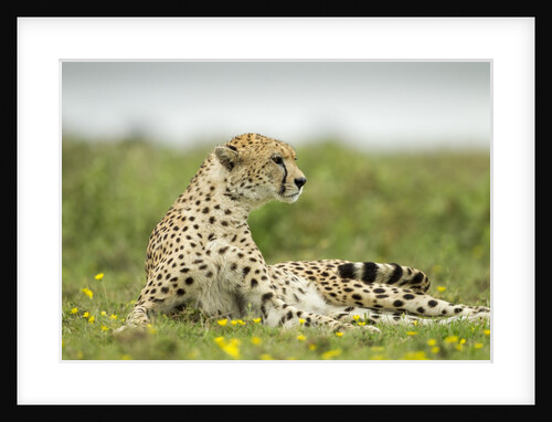 Cheetah at Ngorongoro Conservation Area, Tanzania by Anonymous