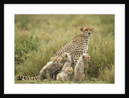 Cheetah and cubs in the rain by Anonymous